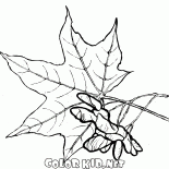 Les feuilles dérable et de graines