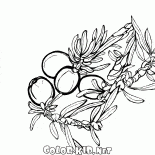Juniper en fleur