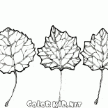 Les feuilles de peuplier faux-tremble