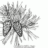 Pine tree en fleur