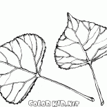 Les feuilles de peuplier