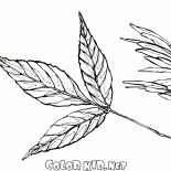 Feuille et les graines de cendres