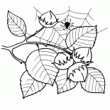Hazel fruits