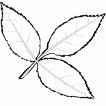 Feuille cendres