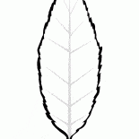 Cherry leaf