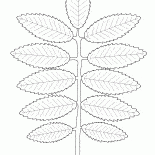 Rowan feuilles