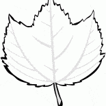 Maple rayé