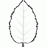 Fiche de laulne