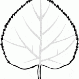 Feuille de tilleul