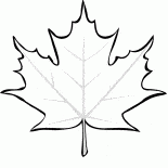 Chutes de feuilles dérable
