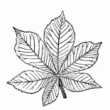 Feuilles de châtaigniers