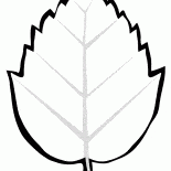 Feuille darbre