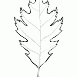 feuille de chene