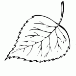 Feuille de bouleau chutes