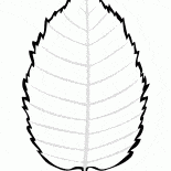 Feuilles de bouleau