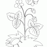 Fleurs fraise dété