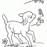 Moutons drôle