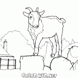 Chèvre géante