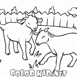 Chèvre sur une pelouse