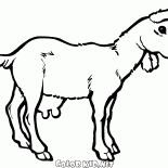 Jeune chèvre sur une promenade