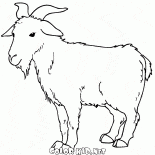 Chèvre pâturage