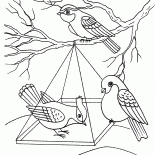 Oiseaux à une mangeoire