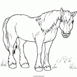 Cheval pour une promenade