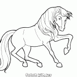 Cheval en mouvement