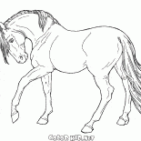 Le cheval va lente
