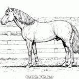 Cheval sur une ferme