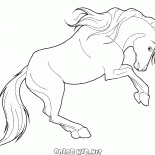 Zélé cheval