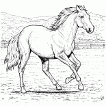 Cheval sur une ferme