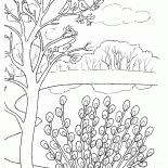 Saule