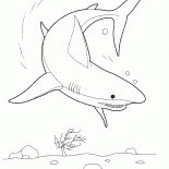 Requin