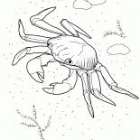 Crabe océan