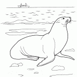 Lion de mer