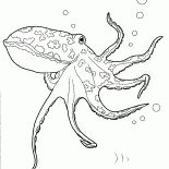 Octopus dans locéan