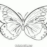 Un papillon vole dans les airs