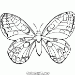 Papillon en vol