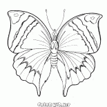Butterfly Spring