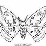 Papillon à lautomne