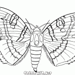 Papillon et lété