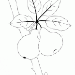 Fruits doux sur larbre