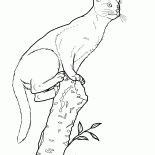 Abyssinian cat