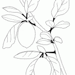 Citron