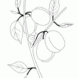 Prunes sur une branche