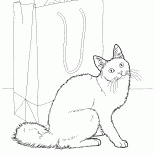 Chat angora