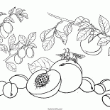 Pêche, abricot, prune