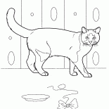 Chat domestique