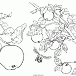 Apple tree fruits